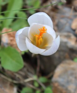 Crocus boryi.