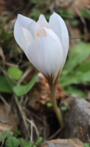 Crocus boryi.