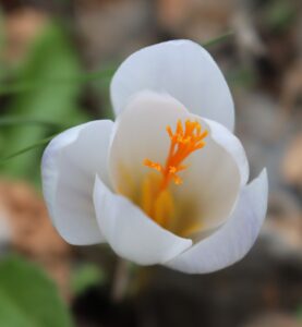 Crocus boryi.