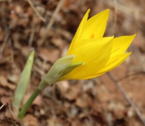 Crocus olivieri.