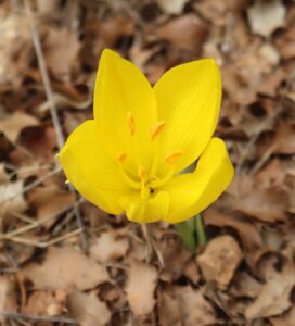 Crocus olivieri.