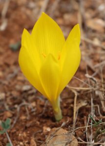 Crocus olivieri.