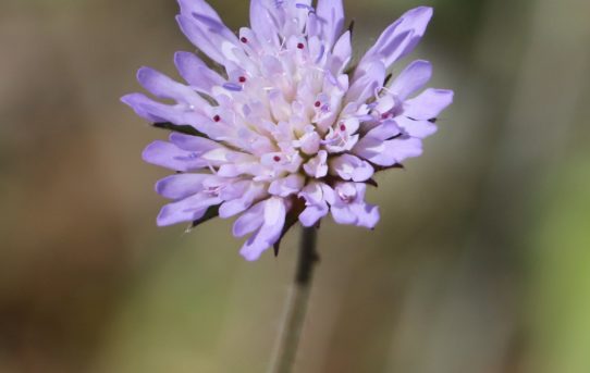 Knautia arvensis.