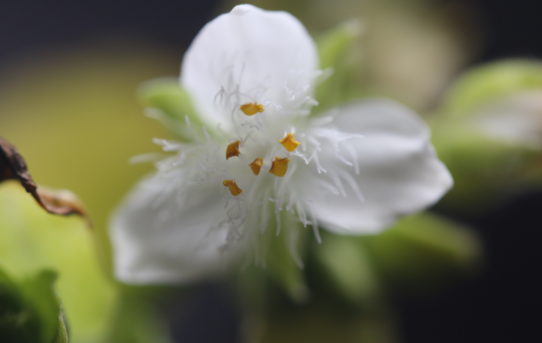 Tredescantia fluminensis.