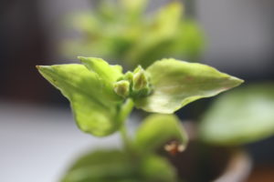 Tredescantia fluminensis.