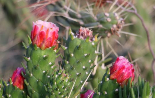 Opuntia ficus-indica.