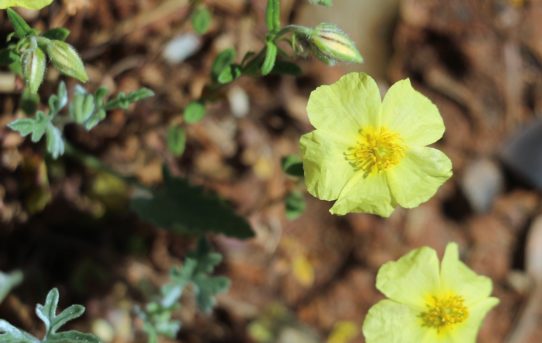 Helianthemum nummularium.