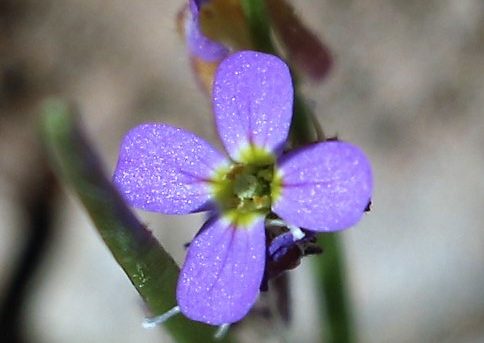 Arabis verna.