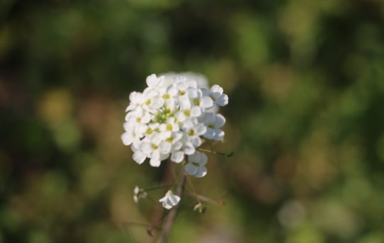 Lobularia maritima.