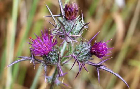 Silybum marianum.