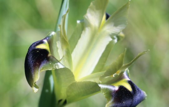 Hermodactylus tuberosus. Widow Iris.