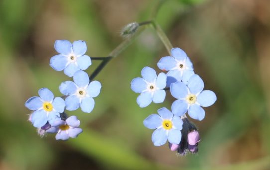 Lappula squarrosa.