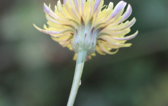 Sonchus maritimus.