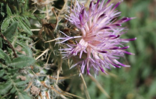 Centaurea laconia.