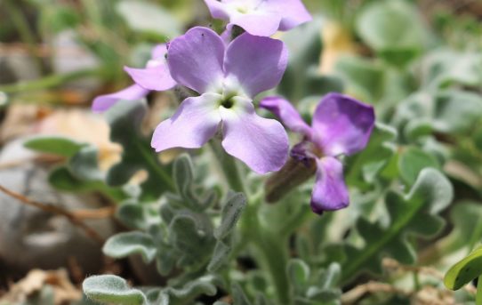 Malcolmia maritima.