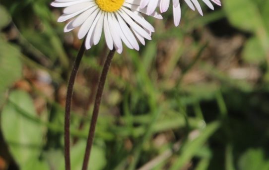 Bellis sylvestris.