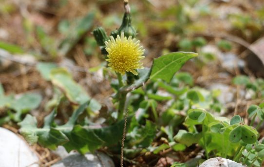 Taraxacum officianalis.