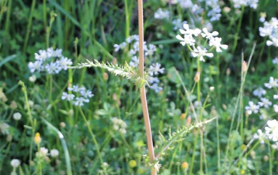 Scorzonera laciniata.