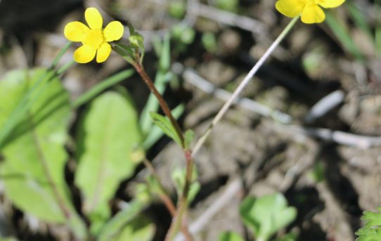 Ranunculus sarduos.