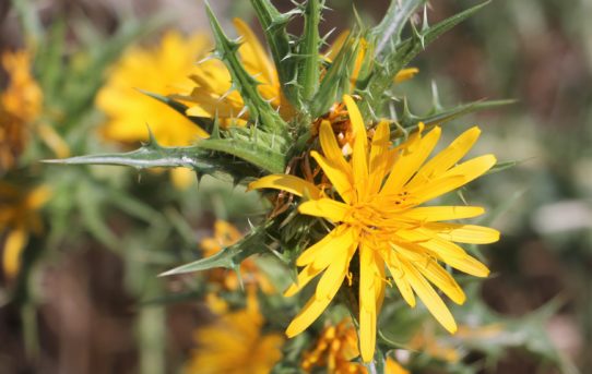 Scolymus maculatus.