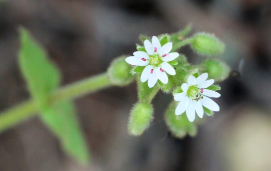 Cerastium fontanum.