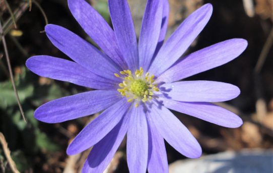 Anemone blanda.