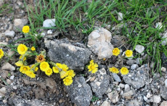 Tussilago farfara.