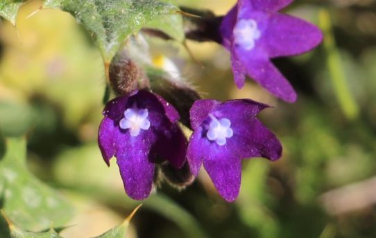 Anchusa officianalis.