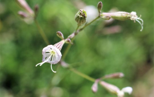 Silene gigantea.