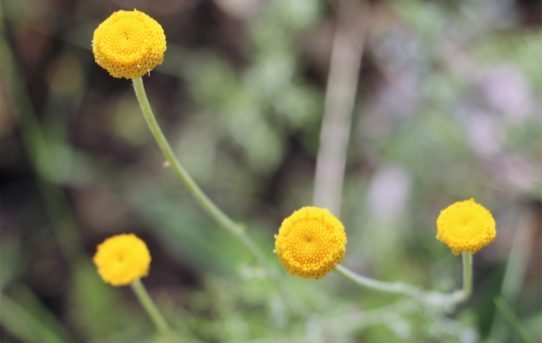 Tanacetum vulgare.