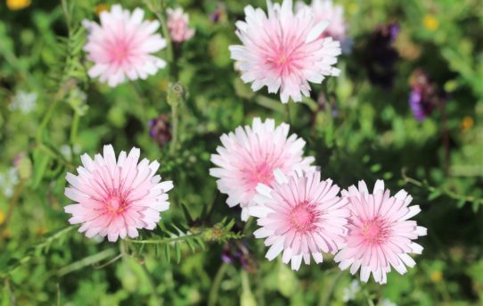 Crepis rubra.