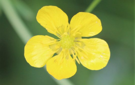 Ranunculus parviflorus.