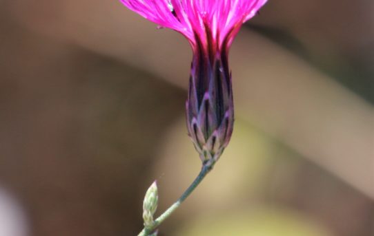 Volutaria lippii.