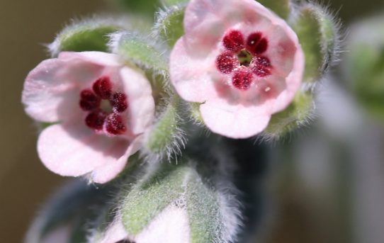 Cynoglossum cherifolium.