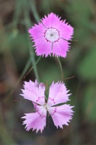 Dianthus mercurii.
