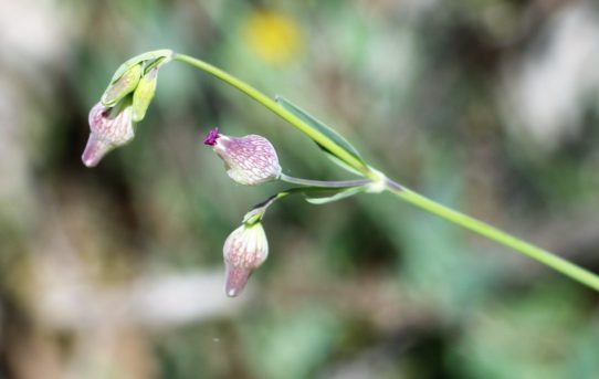 Vaccaria hispanica.