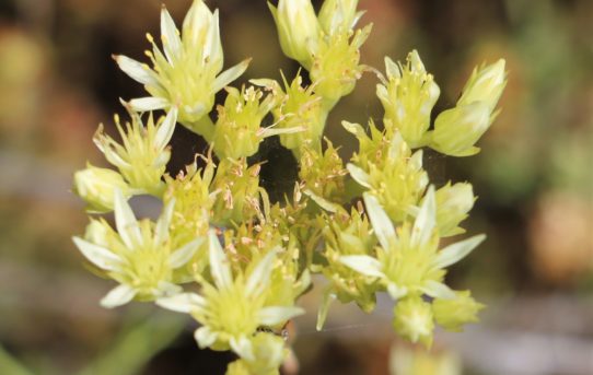 Sedum sediforme.