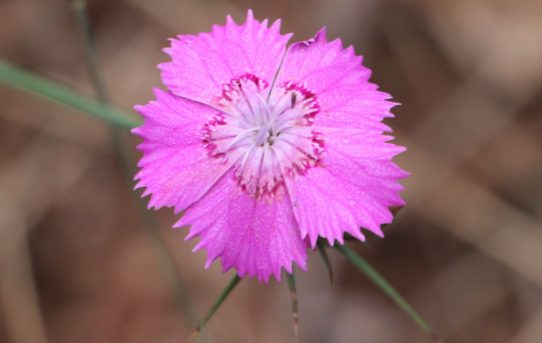 Dianthus mercurii.