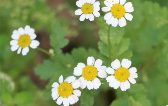 Tanacetum parthenium.