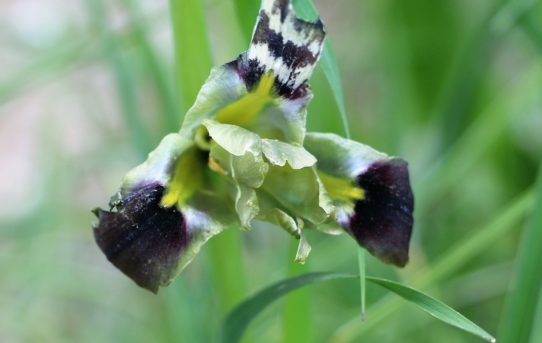 Iris attica.