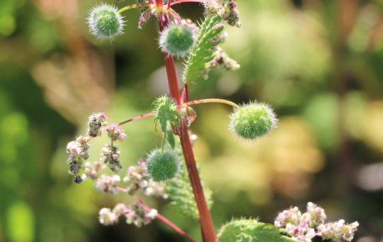 Urtica pilulifera.