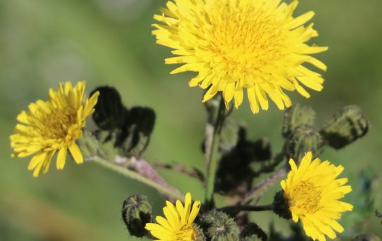 Crepis niccaeensis.