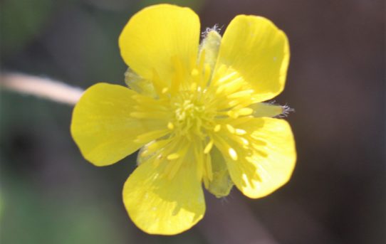 Ranunculus paludosus.