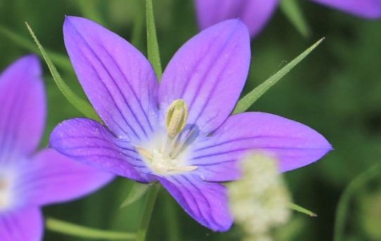 Campanula sparsa.