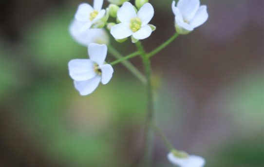 Capsella bursa-pastoris.