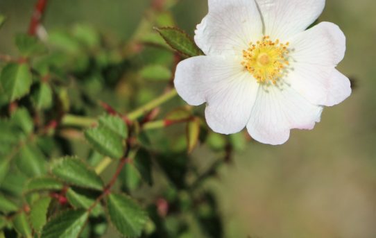 Cistus salvifolius.