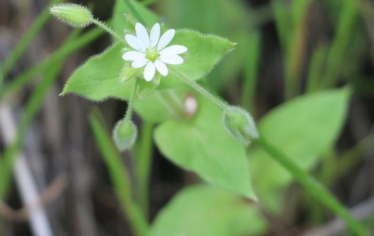 Arenaria bertolonii.