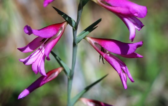 Gladiolus illyricus.