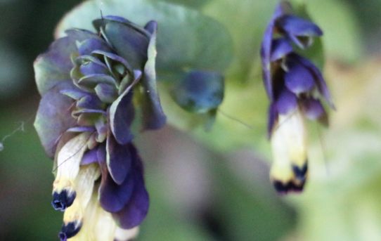 Cerinthe retorta.