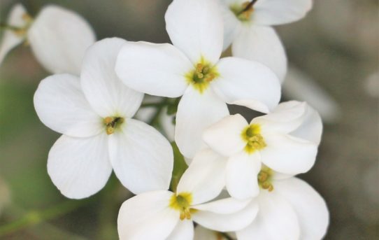 Arabis alpina.